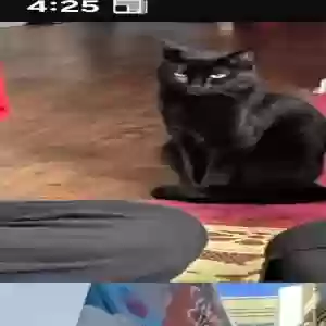 adoptable Cat in Dallas, TX named Yuki