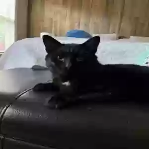 adoptable Cat in Cary, NC named Lemonhead