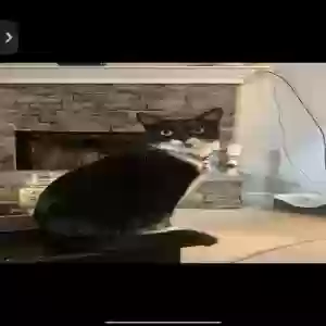 /images/pets/original/2185884_actual_three.webp