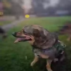 adoptable Dog in New Britain, CT named Athena