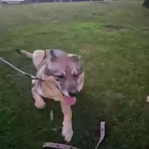 /images/pets/original/2185894_31261_IMG_20250727_210108.webp