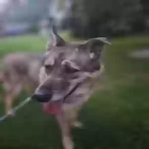 adoptable Dog in New Britain, CT named Apollo