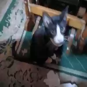 adoptable Cat in Lima, OH named Ulu