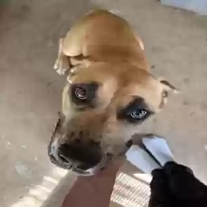 adoptable Dog in Mcdonough, GA named Unknown