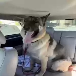 adoptable Dog in Apple Valley, CA named Luka