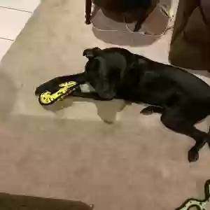 adoptable Dog in Pearl, MS named Riley