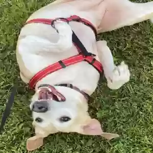 adoptable Dog in Paintsville, KY named Shelby