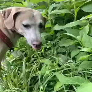 /images/pets/original/2185910_actual_three.webp