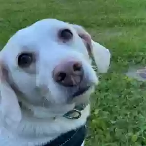 adoptable Dog in Paintsville, KY named Selena
