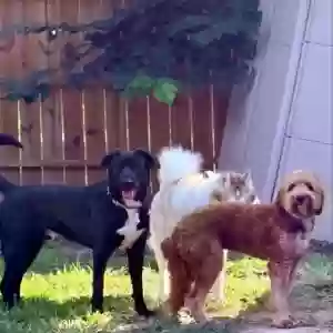 /images/pets/original/2185914_14285_IMG_20250713_03547d7.webp