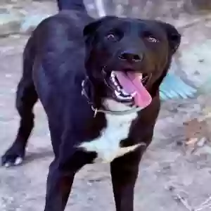 adoptable Dog in New Caney, TX named Tux