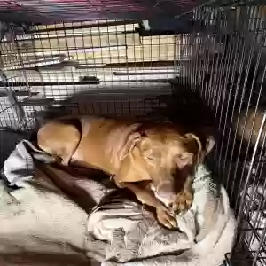 adoptable Dog in Nashville, GA named Honey