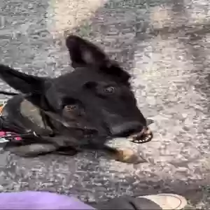adoptable Dog in Princeton, TX named Creed