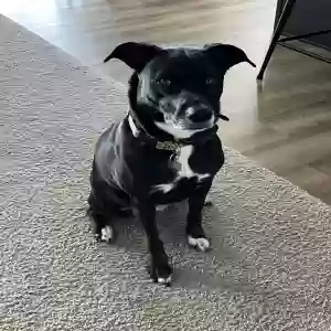adoptable Dog in Byron Center, MI named Riley
