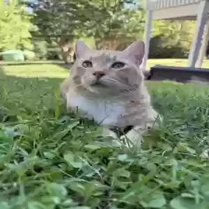 adoptable Cat in Cleveland, GA named Danny Kaye