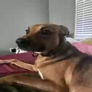 adoptable Dog in Killeen, TX named Gravy