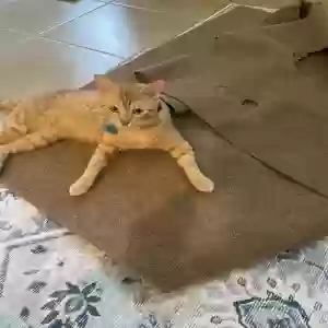 adoptable Cat in Houston, TX named Marmalade