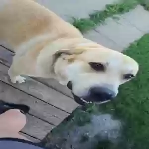 adoptable Dog in Winterset, IA named Titan