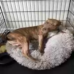 adoptable Dog in Raleigh, NC named King
