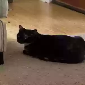 adoptable Cat in Leonardtown, MD named Lily