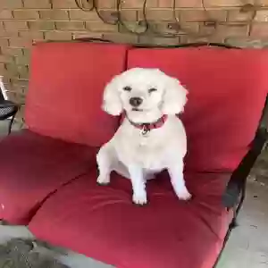 adoptable Dog in Birmingham, AL named Max