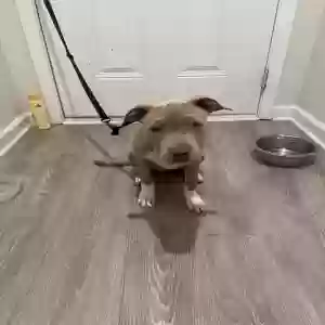 adoptable Dog in Loganville, GA named Unknown