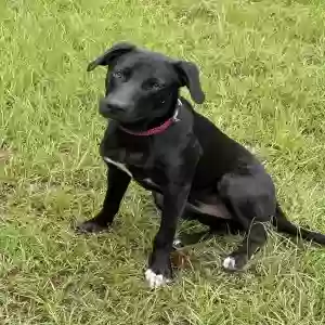 adoptable Dog in Daingerfield, TX named Sally