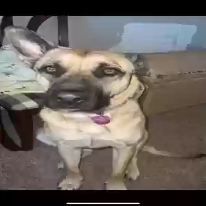 adoptable Dog in Oklahoma City, OK named Mochi