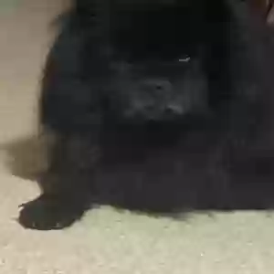 adoptable Dog in Bethlehem, PA named Bear