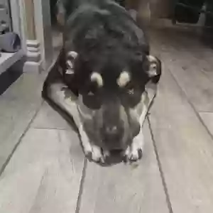adoptable Dog in Wichita Falls, TX named Baylor