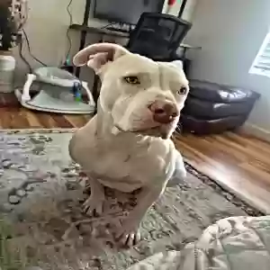 adoptable Dog in Port Hueneme, CA named Luna