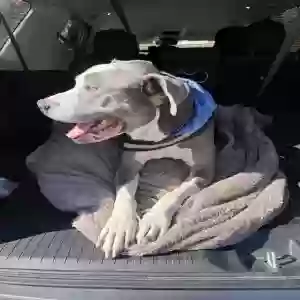 adoptable Dog in Irmo, SC named Unknown