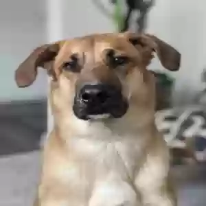 adoptable Dog in Manassas, VA named Bear