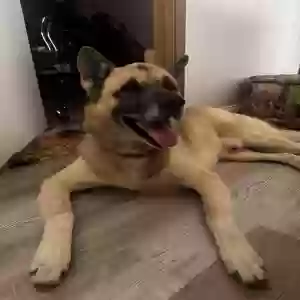 adoptable Dog in Round Lake, IL named Jibbit