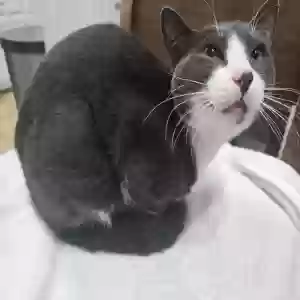 adoptable Cat in Los Angeles, CA named Tomcat