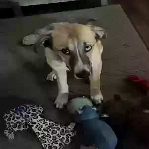 adoptable Dog in Houston, TX named Mojo