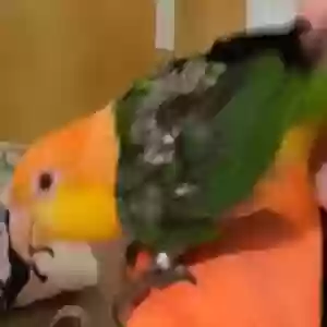 adoptable Bird in Covington, LA named Unknown
