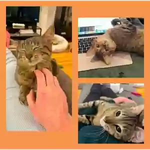 adoptable Cat in Chicago, IL named Harvey