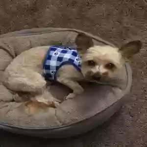 adoptable Dog in Columbia, MO named Tucker