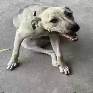 adoptable Dog in Dalton, GA named Phil