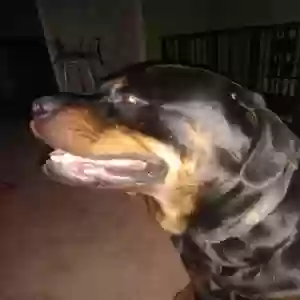 adoptable Dog in Lithonia, GA named Nas