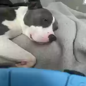 adoptable Dog in Greensboro, NC named Pebbles