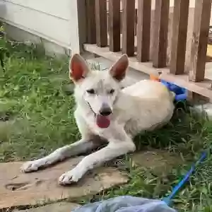 adoptable Dog in Alvarado, TX named Snowflake