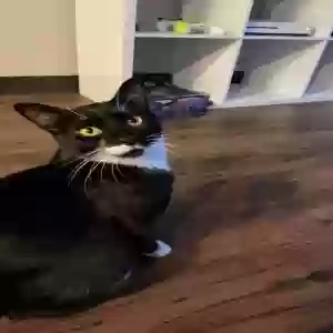 adoptable Cat in Des Moines, IA named Pete
