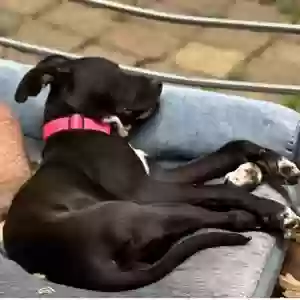 adoptable Dog in Decatur, GA named Riley