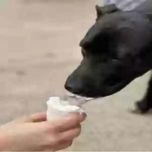 /images/pets/original/2186022_actual_two.webp