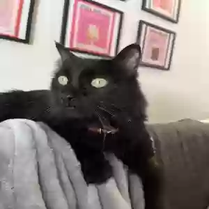 adoptable Cat in San Marcos, TX named MIKA