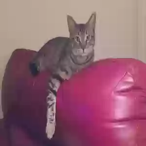 adoptable Cat in Decatur, GA named Big Boy