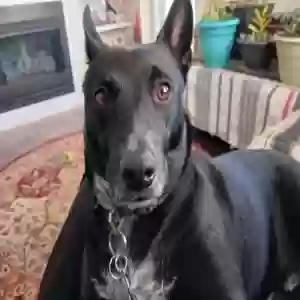 adoptable Dog in Acworth, GA named Buddy