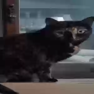 adoptable Cat in Gainesville, GA named Kitty girl